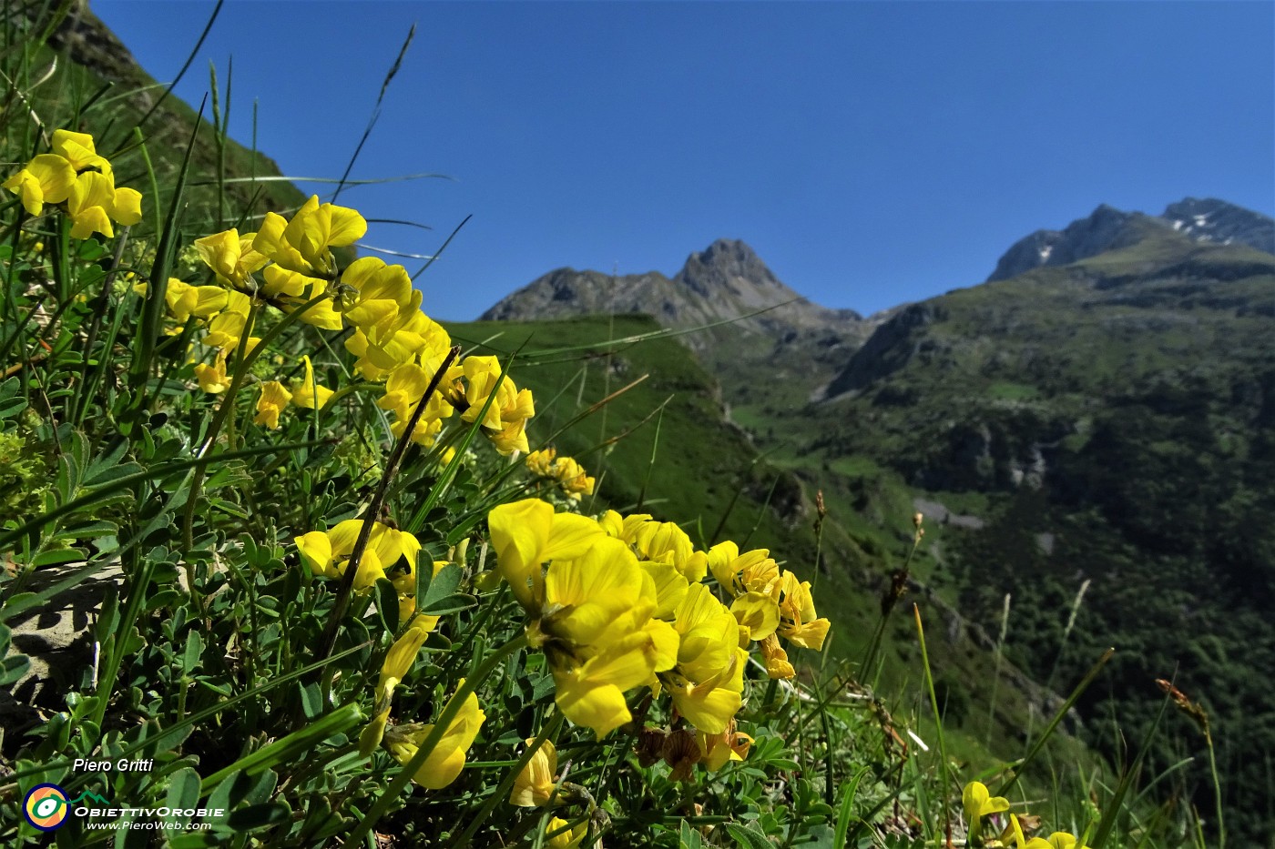 23 Fiori di ginestrino con vista in Arera-Corna Piana.JPG